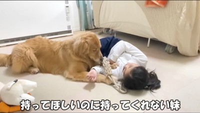 ロープのオモチャを咥えながら女の子の隣に伏せる大型犬