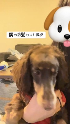 前を向く犬
