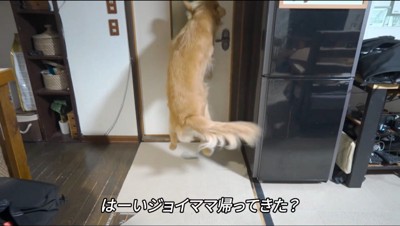 部屋のドアの前でジャンプする犬