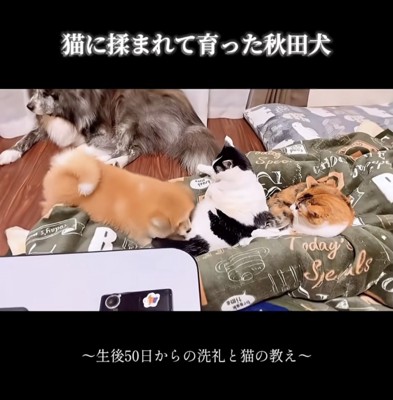 猫パンチの準備は万端