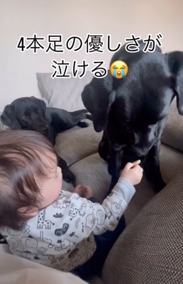 おやつを食べない犬