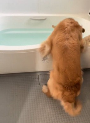 お風呂を覗く犬2