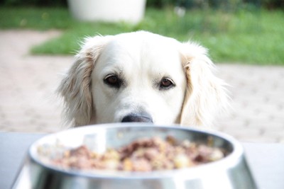 餌を見つめる犬