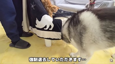 こたつを片付ける飼い主さん
