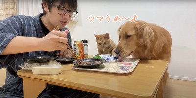 ツマを食べる犬と猫