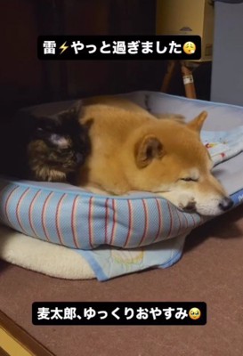 たんぽぽちゃんとねんね♡