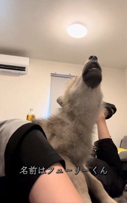 遠吠えするフューリーくん
