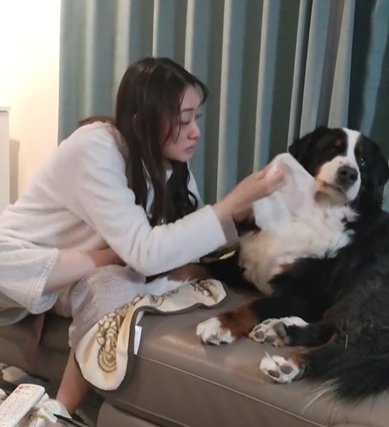 女性が持つ犬用ウェットシートから顔をそむけるバーニーズマウンテンドッグ