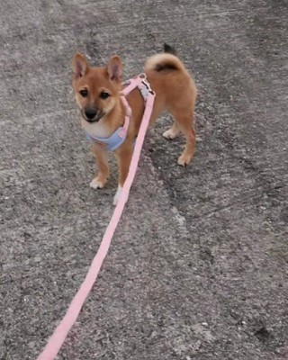 初々しい散歩デビュー