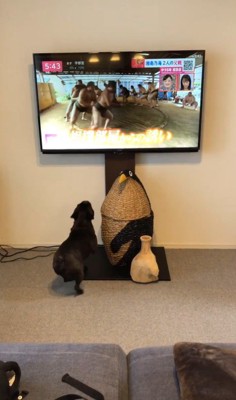 相撲の稽古映像を見たちこ丸くん3