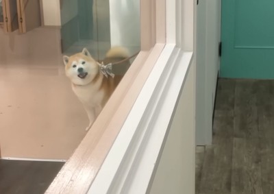吠える柴犬