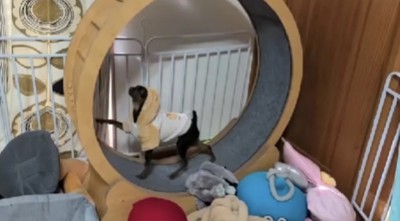 フードをかぶって走る犬