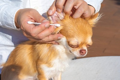 チワワ、耳掃除、綿棒