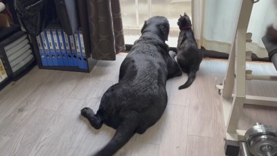 並んで外を眺める2匹
