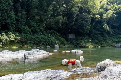 ゴールデンドゥードル犬水遊び