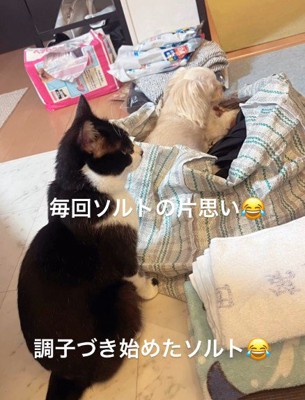 シュガーちゃんを追うソルトちゃん
