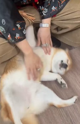 お腹を撫でてもらう柴犬