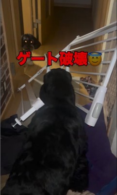 ゲートを破壊したリンツちゃん5