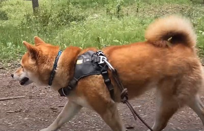 森の中を歩く犬