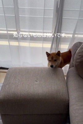 身を乗り出す小次郎くん