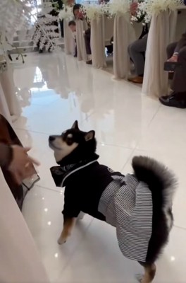 参列者を見るラックくん