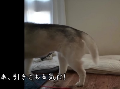 ハウスへ向かう犬