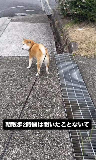 散歩中に立ち止まる柴犬
