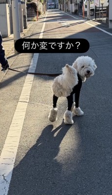 振り返る犬