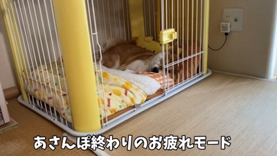 お散歩後のゆきちゃん