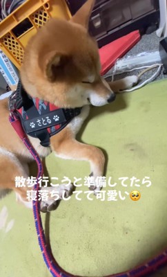 寝落ちする悟くん7