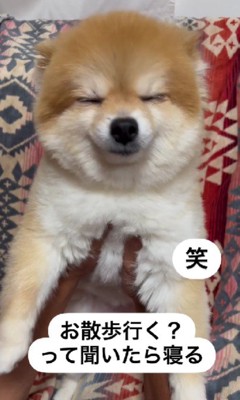 「お散歩行く?」