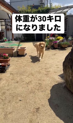 ビビちゃんの成長7