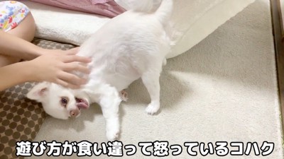 お姉ちゃんと喧嘩した時のコハクくん
