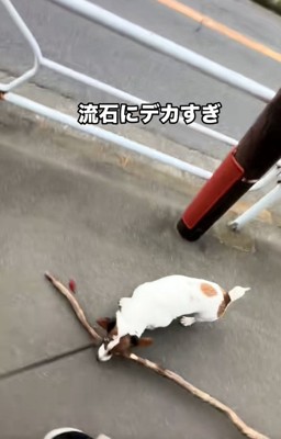 木の枝を落とすバディくん