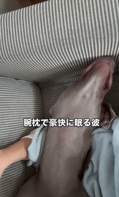 ジョージくんのヘソ天4