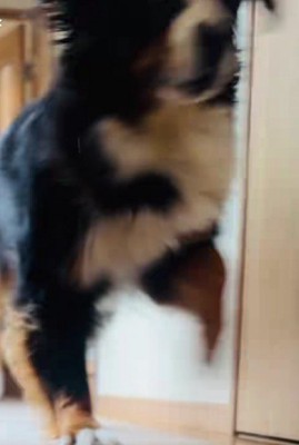 あざちゃんも追いかけます