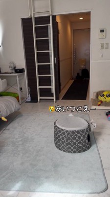 ペットハウスの陰に隠れる猫