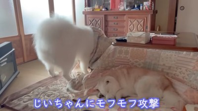 おじいちゃんにじゃれるアイスちゃん