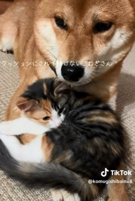 動けないこむぎさん