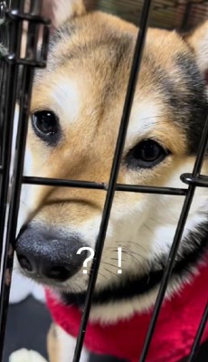 顔、茶柴じゃない?