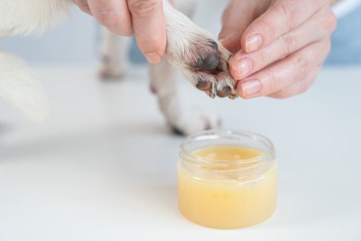 保湿剤を塗る、白い犬