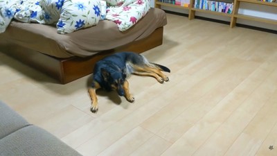 なぜか床で寝ている維桜ちゃん