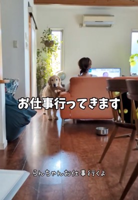 こちらを見つめる大型犬