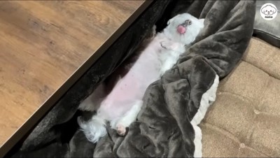 仰向けで舌を出して眠る犬