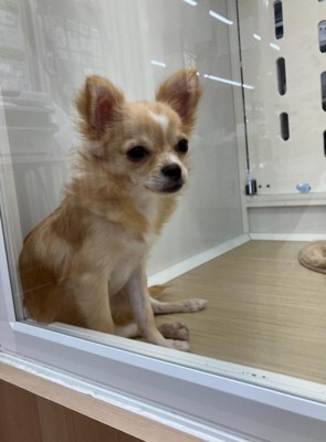 ペットショップで出会ったのは…