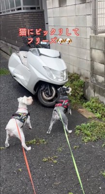 固まる犬