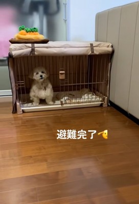 返事をするワンコ