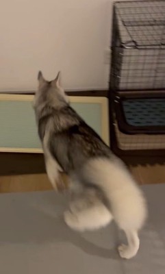 ゴロちゃんのドッキリへの反応8