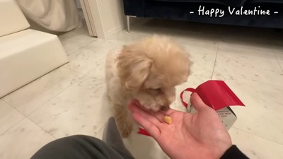 手からおやつを食べる犬