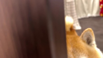 尻尾で感情丸見え